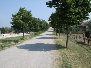 LINK1_viale_tenuta3