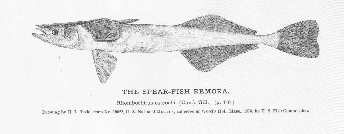 Quante storie per una remora!