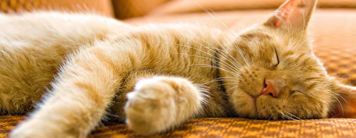 Mentre io dormo quasi come un gatto…